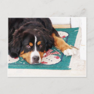 Bernese Mountain Hund Postcard Vykort