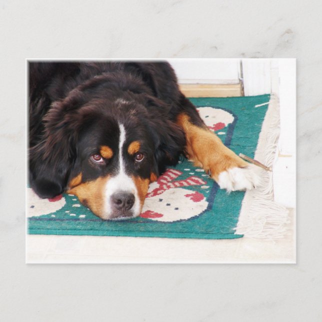 Bernese Mountain Hund Postcard Vykort (Framsida)