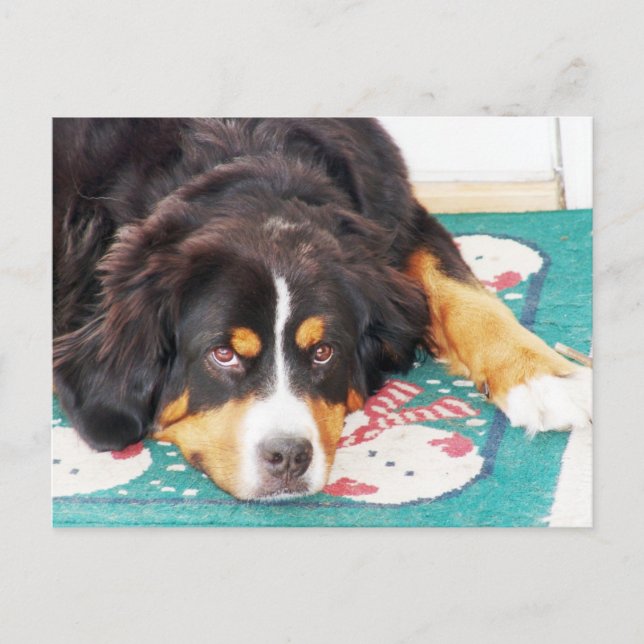 Bernese Mountain Hund Postcard Vykort (Framsida)