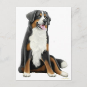 Bernese Mountain Hund Postcard Vykort