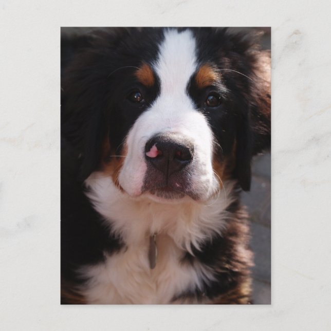 Bernese Mountain Hund Postcard Vykort (Framsida)