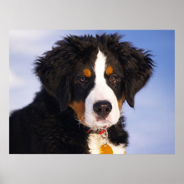 Bernese Mountain Hund Poster (Framsidan)