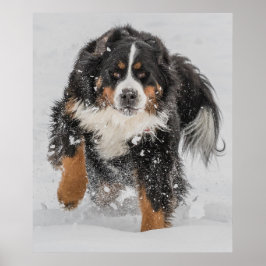 Bernese Mountain Hund Poster