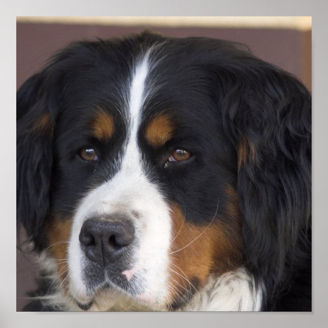 Bernese Mountain Hund Print Poster (Framsidan)