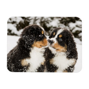 Bernese Mountain Hund Puppies Sniff varandra Magnet