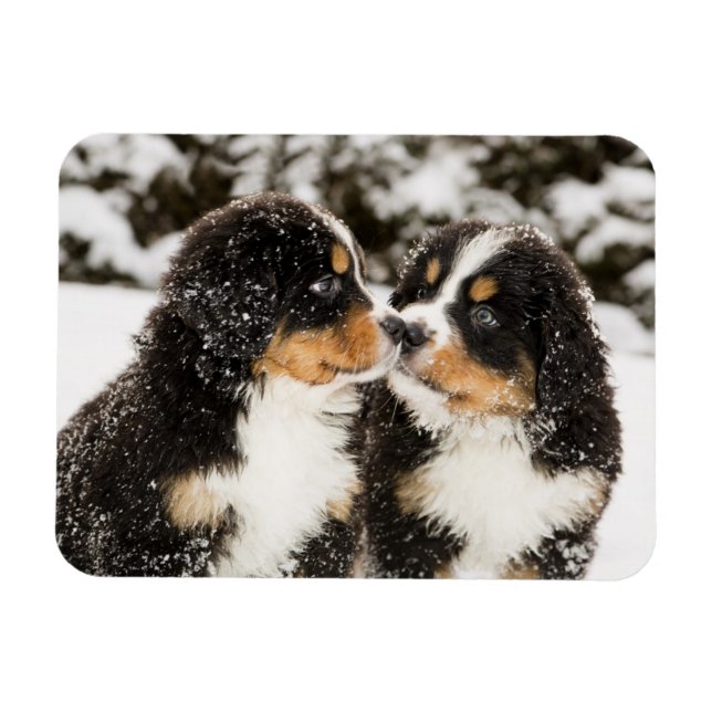 Bernese Mountain Hund Puppies Sniff varandra Magnet (Horisontell)