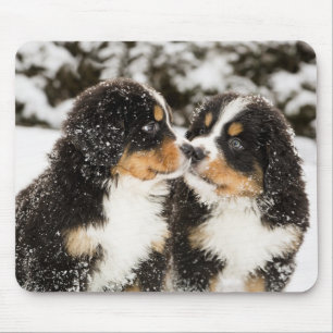 Bernese Mountain Hund Puppies Sniff varandra Musmatta