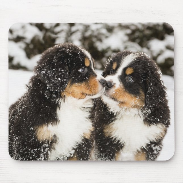Bernese Mountain Hund Puppies Sniff varandra Musmatta (Framsidan)