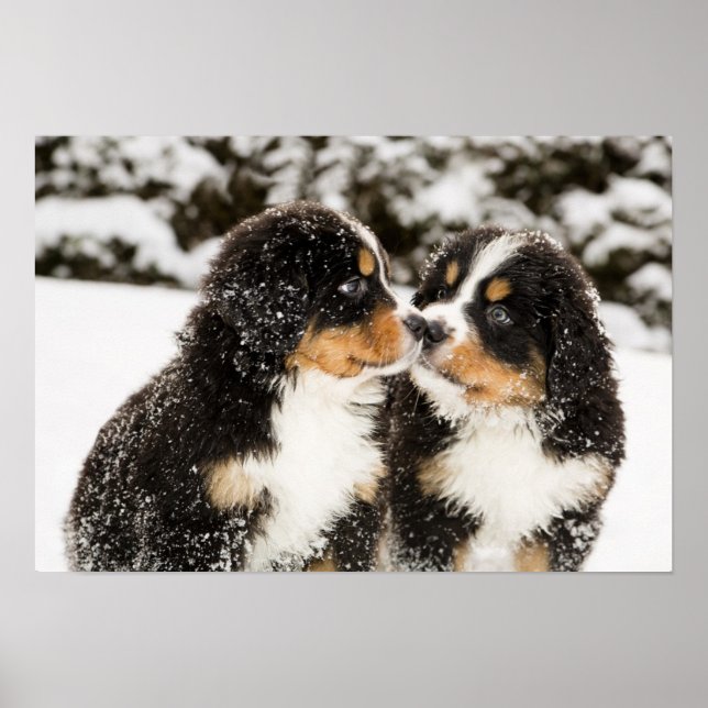 Bernese Mountain Hund Puppies Sniff varandra Poster (Framsidan)