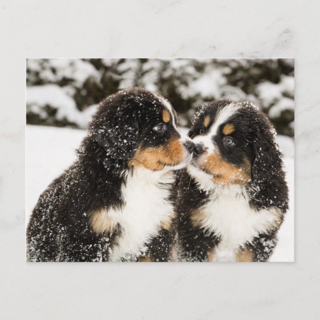 Bernese Mountain Hund Puppies Sniff varandra Vykort (Framsida)