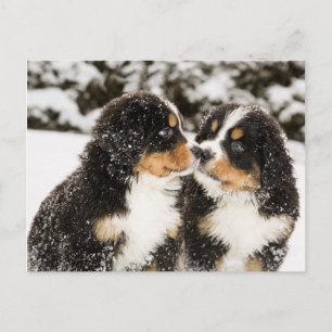 Bernese Mountain Hund Puppies Sniff varandra Vykort