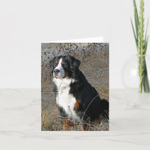 Bernese Mountain Hund Puppy Hund Note Card Kort