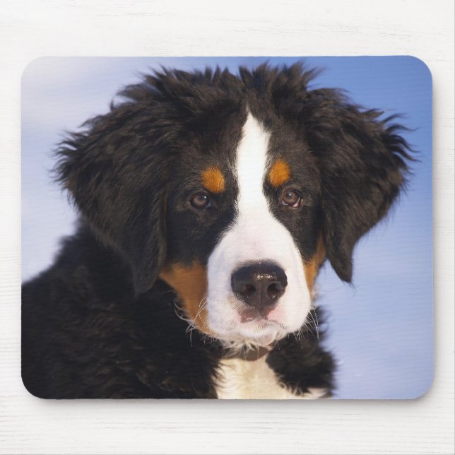 Bernese Mountain Hund Puppy Musmatta (Framsidan)