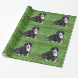 Bernese Mountain Hund Puppy Photo Presentpapper