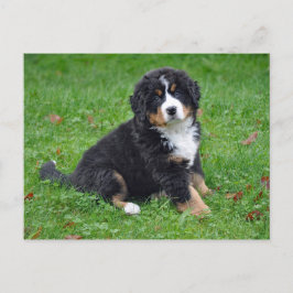 Bernese Mountain Hund Puppy Photo Vykort