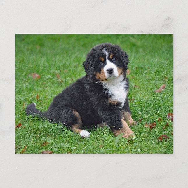 Bernese Mountain Hund Puppy Photo Vykort (Framsida)