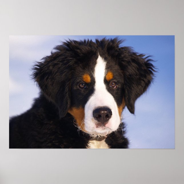 Bernese Mountain Hund Puppy Poster (Framsidan)