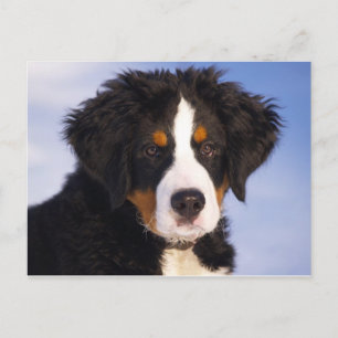 Bernese Mountain Hund Puppy Vykort