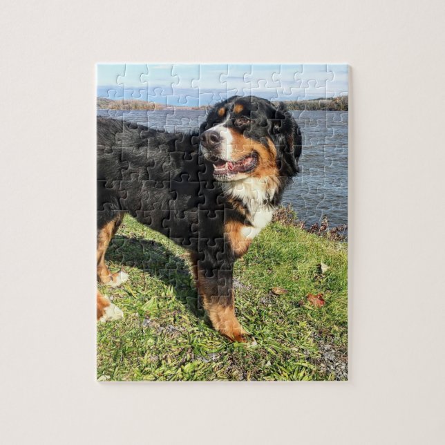 Bernese Mountain Hund Pussel (Vertikal)