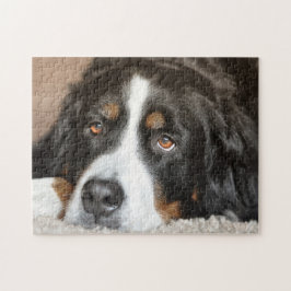 Bernese Mountain Hund Pussel