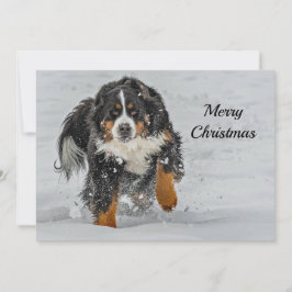 Bernese Mountain Hund Snö Photo jul Flat Julkort