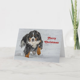Bernese Mountain Hund Snö Photo jul Helgkort