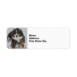 Bernese Mountain Hund Snö Photo Returadress Etikett