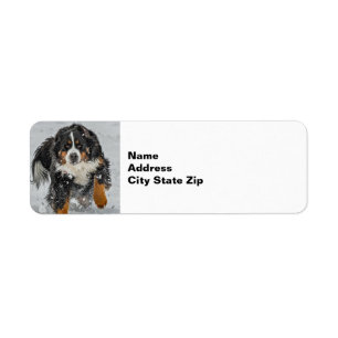 Bernese Mountain Hund Snö Photo Returadress Etikett