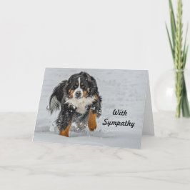 Bernese Mountain Hund Snö Photo Sympathy Kort