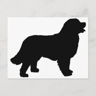 Bernese Mountain Hund (svart silhouette) Vykort