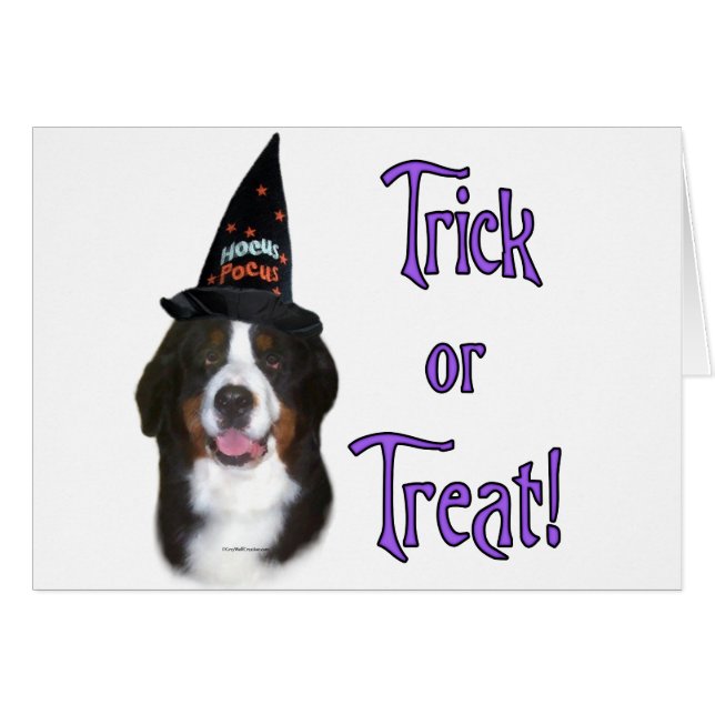 Bernese Mountain Hund Trick Hälsningskort (Framsidan Horizontal)