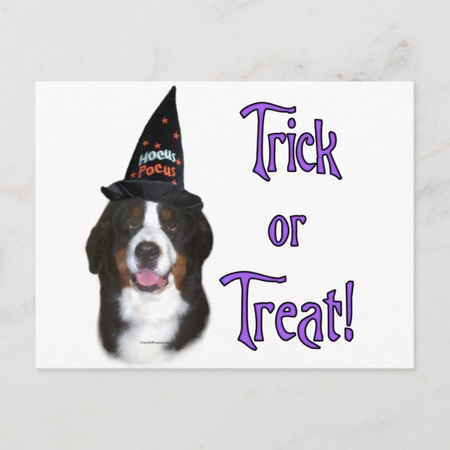 Bernese Mountain Hund Trick Vykort (Framsida)