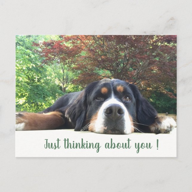 Bernese Mountain Hund Vykort (Framsida)