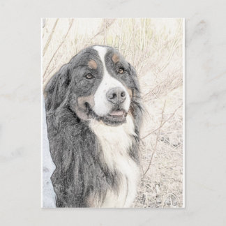 Bernese Mountain Hund Vykort