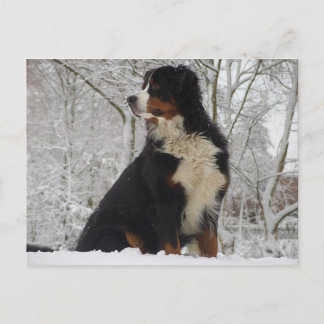 Bernese Mountain Hund Vykort (Framsida)