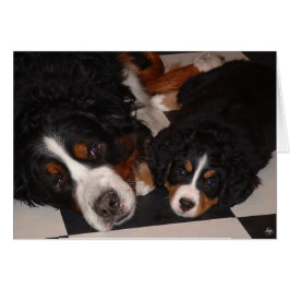 Bernese Mountain Hundar Head to Head to Head Hälsningskort