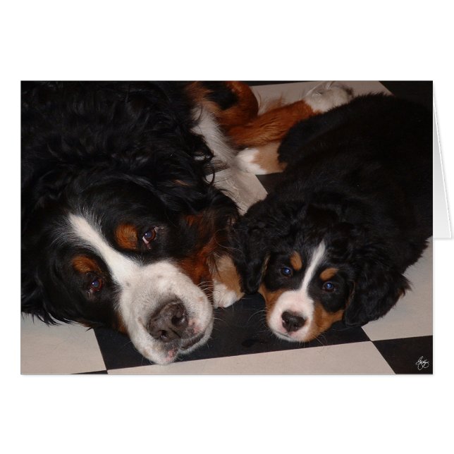 Bernese Mountain Hundar Head to Head to Head Hälsningskort (Framsidan Horizontal)