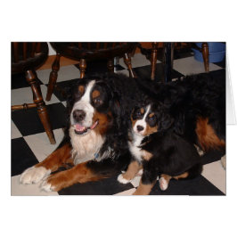 Bernese Mountain Hundar - Male and Valp Hälsningskort