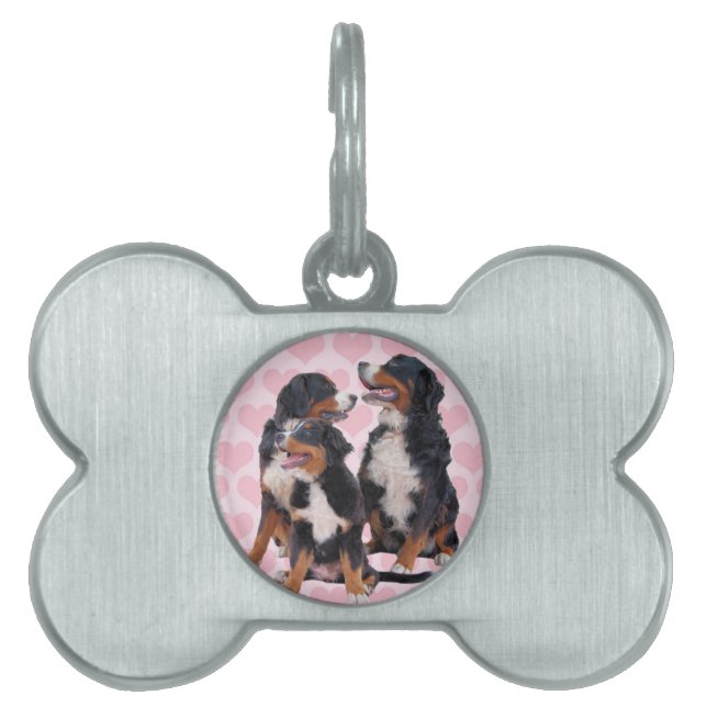 Bernese Mountain Hundar med Rosa Hearts ID-bricka Husdjur (Framsidan)