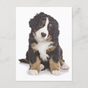 Bernese Mountain Puppy Hund Blank Postcard Vykort