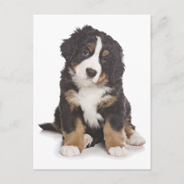 Bernese Mountain Puppy Hund Blank Postcard Vykort (Framsida)