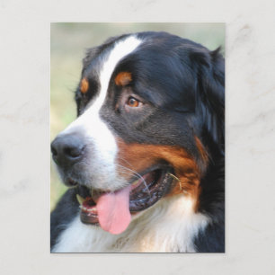 Bernese Mountain Puppy Postcard Vykort