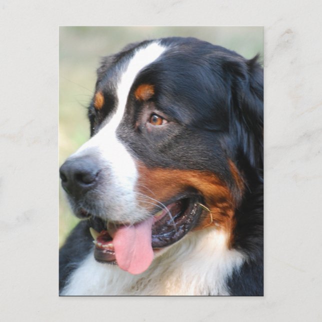 Bernese Mountain Puppy Postcard Vykort (Framsida)