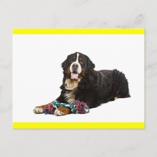Bernese Mountain Valp Hund Tom Postkort Vykort (Framsida)
