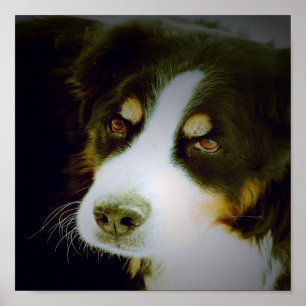 Bernese Mountian Hund Poster
