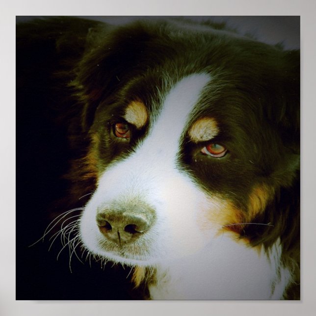 Bernese Mountian Hund Poster (Framsidan)