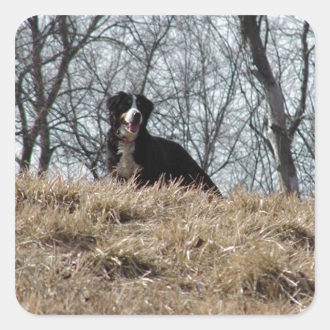 Bernese Mt. Hund Fyrkantigt Klistermärke (Framsida)