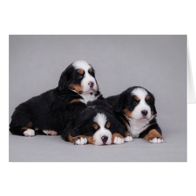 Bernese puppies hälsningskort (Framsidan Horizontal)