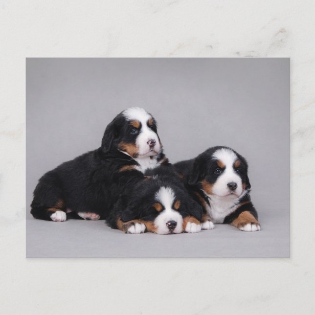 Bernese puppies vykort (Framsida)