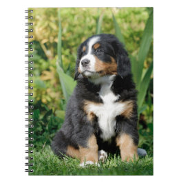 Bernese puppy anteckningsbok med spiral